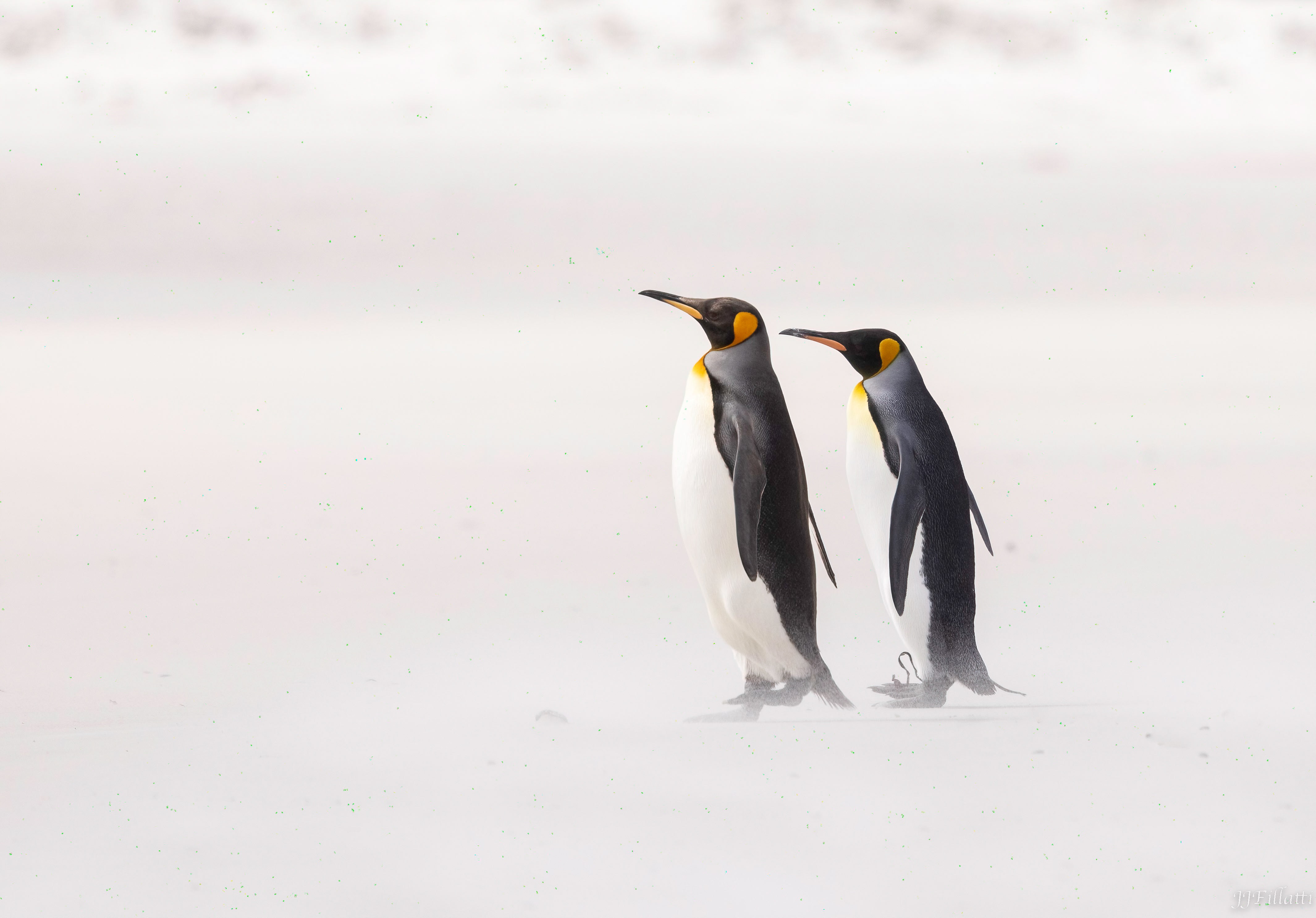 bird of the falklands image 6